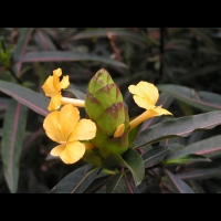 Barleria lupulina (4)